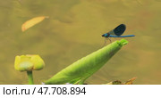 Beautiful demoiselle (Calopteryx virgo) is a European damselfly belonging to the family Calopterygidae. It is often found along fast-flowing waters where it is most at home. Стоковое видео, видеограф Андрей Армягов / Фотобанк Лори