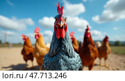 Closeup of colorful roosters on a sunny day. Стоковое AI-изображение, AI-художник Андрей Бакусов / Фотобанк Лори