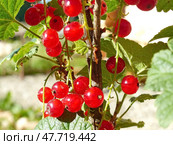 Красная смородина или садовая смородина (Ribes rubrum). В скандинавских странах ее часто используют в качестве ингредиента фруктовых супов и пудингов. Стоковое фото, фотограф Сергей Елизарьев / Фотобанк Лори
