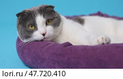 White and grey cat with bright yellow eyes lies on the soft purple pet bed on blue background. Pet concept. Slow motion footage. Стоковое видео, видеограф Ирина Михайличенко / Фотобанк Лори