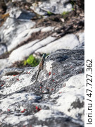 Summer animal wildlife wallpaper. Small colorful lizard in the wild on a stone. Стоковое фото, фотограф Екатерина Якименко / Фотобанк Лори