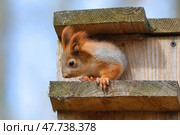 Молодой бельчонок Sciurus vulgaris. Стоковое фото, фотограф Александр Тарасенков / Фотобанк Лори