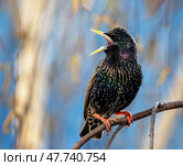 Bright and beautiful male bird of colorful starling sits on branches in spring garden and calls out with his beak wide open. Стоковое фото, фотограф Бачкова Наталья / Фотобанк Лори