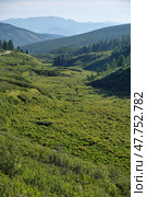 Yazula mountain pass road in Altai. The valley of a mountain stream with Dasiphora fruticosa bushes. Стоковое фото, фотограф Сергей Пристяжнюк (Serg Zastavkin) / Фотобанк Лори