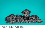 two Miniature Schnauzer puppies sitting on a blue background. Стоковое фото, фотограф Артем Курутин / Фотобанк Лори