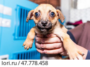 Lonely mongrel puppy seeking a loving home in a crowded shelter environment. Стоковое фото, фотограф Артем Курутин / Фотобанк Лори