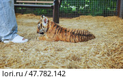 Tiger cub resting on straw in zoo enclosure near zookeeper's feet. Стоковое фото, фотограф Mikhail Davidovich / Фотобанк Лори
