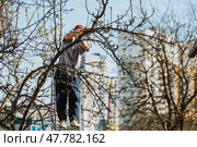 Pruning the branches of a fruit tree with a garden saw. A hand saw in the hands of a man. Close-up tree sawing, Tree maintenance. Gardening. Preparing the garden for the summer season. Стоковое фото, фотограф Photojuli / Фотобанк Лори
