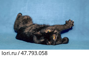 black shorthair cat plays on a blue background. Стоковое фото, фотограф Артем Курутин / Фотобанк Лори