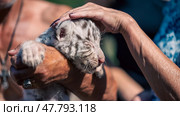 tiger cub in petting zoo. Стоковое фото, фотограф Артем Курутин / Фотобанк Лори