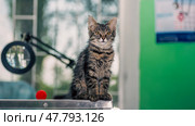 disgruntled tabby cat sitting on a metal surgical table in a veterinary clinic. Стоковое фото, фотограф Артем Курутин / Фотобанк Лори