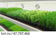 Indoor vertical farm. Spice and seasoning. Parsley, dill, basil, onion, rosemary, mint, thyme. Hydroponic microgreens plant factory. Led lights. 3d illustration. Стоковая анимация, аниматор Николай Евсюков / Фотобанк Лори