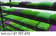 Indoor vertical farm. Spice and seasoning. Parsley, dill, basil, onion, rosemary, mint, thyme. Hydroponic microgreens plant factory. Led lights. 3d illustration. Стоковая анимация, аниматор Николай Евсюков / Фотобанк Лори