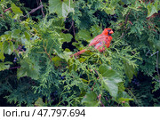Североамериканский кардинал. Стоковое фото, фотограф Андрей Костин / Фотобанк Лори