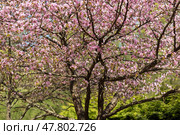 Beautiful Sakura, cherry blossoms in spring. Стоковое фото, фотограф Андрей Иванов / Фотобанк Лори