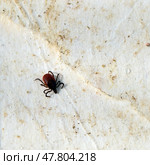 Опасный клещ (лат. Ixodidae) ползет по поверхности. Стоковое фото, фотограф Photolart / Фотобанк Лори