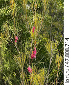 Blooming grass-leaved hakea (lat.- Hakea multilineata) Стоковое фото, фотограф Irina Opachevsky / Фотобанк Лори