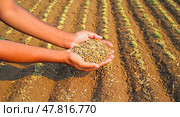 The farmer's hands hold the grain with which he sows his field. Beds with sprouted plants. Modern agriculture. Стоковое AI-изображение, AI-художник Антон Слабоспицкий / Фотобанк Лори
