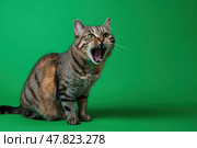 Angry Tabby gray cat with open its mouth on green background. Soft shadows. Close-up portrait of furious cat hissing and raising up two paws. Feline with meowing, muzzle close up. Says meow. Стоковое AI-изображение, AI-художник Марина Демидюк / Фотобанк Лори