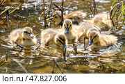Duck and yellow ducklings on the pond. Стоковое фото, фотограф Igor Skripachev / Фотобанк Лори