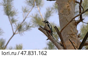Great spotted woodpecker on a looking for food on a tree. Стоковое фото, фотограф Фотограф / Фотобанк Лори