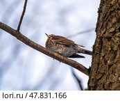 Forest bird thrush on the branch of an Apple tree. Стоковое фото, фотограф Фотограф / Фотобанк Лори