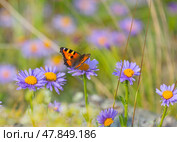 Day butterfly - wren from genus Nymphalidae with black and white spots on orange wings (lat. Aglais urticae, Nymphalis urticae) on wild alpine chamomile flowers on sunny summer day on shore of Baikal. Стоковое фото, фотограф Виктория Катьянова / Фотобанк Лори