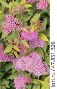 Vibrant Pink Spirea Flowers with Green Foliage in Summer. Стоковое фото, фотограф Ирина Кононова / Фотобанк Лори