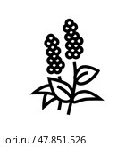 patchouli flowers aromatherapy line icon vector isolated illustration. Стоковая иллюстрация, иллюстратор Vectorwin / Фотобанк Лори