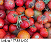 Tomatoes on the vine showing symptoms of bacterial fruit rot with cracked skins, mushy areas, and widespread tissue breakdown.  Tomatoes on the vine showing symptoms of bacterial fruit rot with cracked skins, mushy areas, and widespread tissue breakdown. Стоковое фото, фотограф Башкирова Анна / Фотобанк Лори