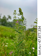 Крапива двудомная (Urtica dioica) Стоковое фото, фотограф Александр Тараканов / Фотобанк Лори