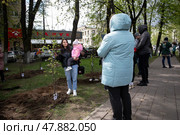 Молодой клен, посаженный в честь участника СВО Метелькова Дмитрия Олеговича на «Аллее Памяти» в Балашихе. Редакционное фото, фотограф Дмитрий Неумоин / Фотобанк Лори