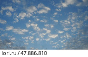 Time lapse altocumulus high cumulus heaped cloud stratocumuliform. Globular masses or rolls in layers or patches. Cumuliform stratocumuliform clouds, altocumulus signifies convection. Blue sky. Стоковое видео, видеограф Юлия Петровская / Фотобанк Лори