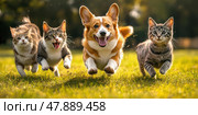 Group of domestic animals running to camera in the grass in summer, outdoor. Puppy and kitten walking in park. Cats with dogs playing together in field. Golden Hour. Corgy. Стоковое AI-изображение, AI-художник Марина Демидюк / Фотобанк Лори