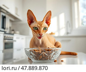 Кот, кошка, котенок породы Сфинкс ест сухой корм из миски на белой кухне./ Young Don sphinx cat eating the dry food in a white kitchen. Стоковое AI-изображение, AI-художник Iva Noel / Фотобанк Лори