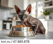 Кот, кошка, котенок породы Сфинкс ест сухой корм из миски на белой кухне./ Young Don sphinx cat near a feeding bowl in a white kitchen. The cat is looking at the camera. Стоковое AI-изображение, AI-художник Iva Noel / Фотобанк Лори