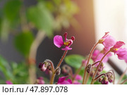 Цветы розовой фиалки с лепестками-ушками с названием сорта Оса. Стоковое фото, фотограф Евгения Золкина / Фотобанк Лори