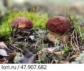 Белый гриб в лесу. Two King bolete cep mushrooms Boletus edulis growing in forest. Natural background. Стоковое фото, фотограф Сергей Пристяжнюк (Serg Zastavkin) / Фотобанк Лори