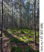 Photograph of a mossy forest on a summer day. Стоковое фото, фотограф Сергей Пристяжнюк (Serg Zastavkin) / Фотобанк Лори