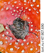 Мухомор красный. Close-up macro photo of poisonous mushroom red fly agaric or Amanita muscaria cap. Стоковое фото, фотограф Сергей Пристяжнюк (Serg Zastavkin) / Фотобанк Лори