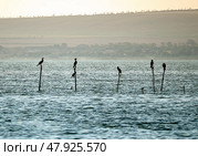 Several cormorants sit on vertical poles sticking out of the water. The silhouettes of cormorants stand out well against the background of the sea and the opposite shore. Стоковое фото, фотограф Бузмакова Светлана / Фотобанк Лори