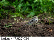A grown-up grey wagtail chick is looking for food. Стоковое фото, фотограф Irina Kruk / Фотобанк Лори