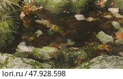 Stream flow between stones with moss. Стоковое видео, видеограф Михаил Коханчиков / Фотобанк Лори