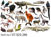Fauna of South America set. Стоковое фото, фотограф Яков Филимонов / Фотобанк Лори