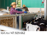 Female farmer feeding calf in the cowshed. Стоковое фото, фотограф Яков Филимонов / Фотобанк Лори