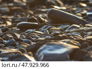 Мокрые камни и галька на берегу моря. Камни крупным планом. Малая глубина резкости. Размытый передний и задний план. Красивый природный фон. Стоковое фото, фотограф Андрей Степанов / Фотобанк Лори