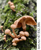 Опята осенние на стволе дерева в лесу. A group of edible honey fungi Armillaria mellea on the bark of a tree in a forest. Стоковое фото, фотограф Сергей Пристяжнюк (Serg Zastavkin) / Фотобанк Лори