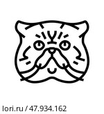 exotic shorthair cat cute pet line icon vector illustration. Стоковая иллюстрация, иллюстратор Vectorwin / Фотобанк Лори