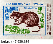 Ондатра. Серия: Беловежская пуща. Спичечные этикетки СССР. 1975. Редакционное фото, фотограф Сергей Афанасьев / Фотобанк Лори