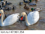 Большие красивые лебеди и утки плавают в море. Big beautiful swans and ducks swimming in the sea. Стоковое фото, фотограф Татьяна Д / Фотобанк Лори